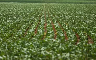 Agronegócios: Nordeste e Centro-Oeste dominam ranking dos municípios mais desenvolvidos na agropecuária